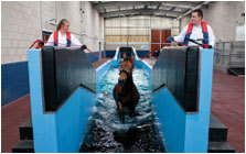 Moulton College Equine Unit - Water treadmill Moulton College Equine Unit - Water treadmill